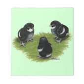 Marans Black Copper Chicks Notizblock (Vorderseite)