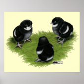 Marans Black Copper Chicks Poster (Vorne)