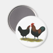 Marans Black Copper Magnet (Vorderseite/Rückseite)