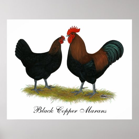 Marans Black Copper Poster (Vorne)