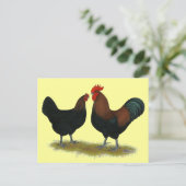 Marans Black Copper Postkarte (Stehend Vorderseite)