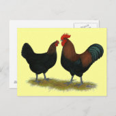 Marans Black Copper Postkarte (Vorne/Hinten)