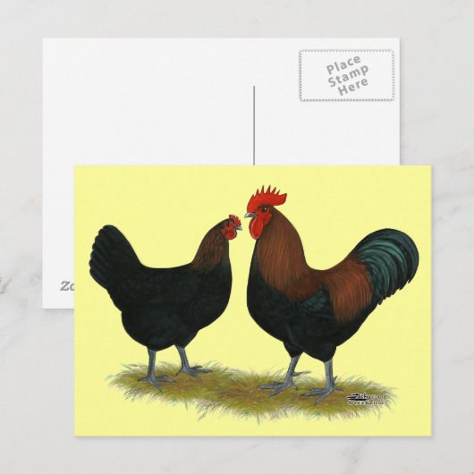 Marans Black Copper Postkarte (Vorne/Hinten)