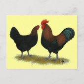 Marans Black Copper Postkarte (Vorderseite)