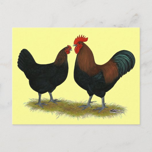 Marans Black Copper Postkarte (Vorderseite)
