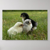 Marans Chicks Poster (Vorne)