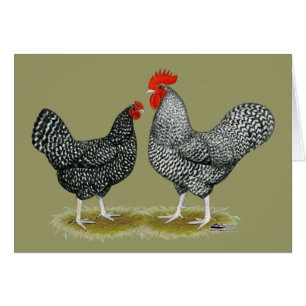 Marans: Cuckoo Pair