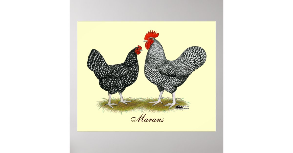 Marans Kuckuck Paare Poster Zazzle De