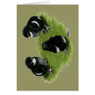 Marans Schwarz Kupfer Küken