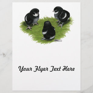 Marans Schwarz-Kupfer Küken Flyer