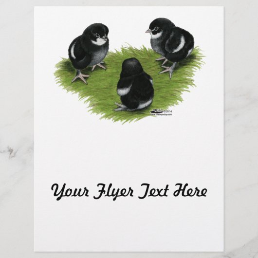 Marans Schwarz Kupfer Küken Flyer (Vorne)