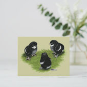 Marans Schwarz Kupfer Küken Postkarte (Stehend Vorderseite)