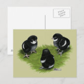 Marans Schwarz Kupfer Küken Postkarte (Vorne/Hinten)