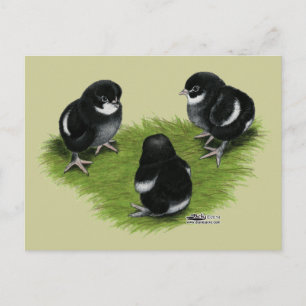 Marans Schwarz Kupfer Küken Postkarte
