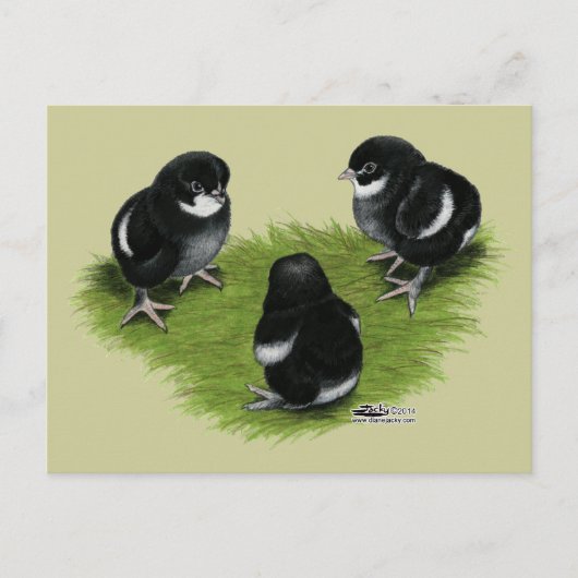 Marans Schwarz Kupfer Küken Postkarte (Vorderseite)