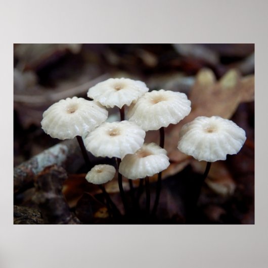 Marasmius rotula Mushroom Poster (Vorne)