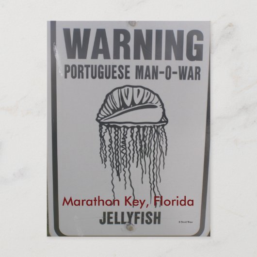 Marathon Key, Florida Postkarte (Vorderseite)