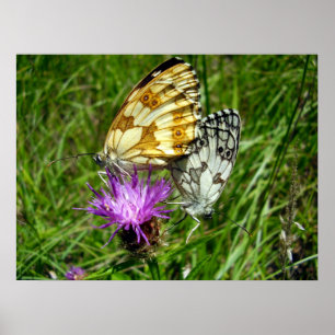 Marbile White Butterflies Poster