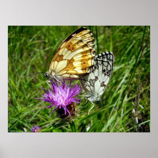 Marbile White Butterflies Poster (Vorne)
