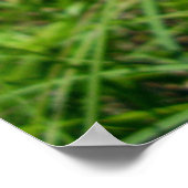 Marbile White Butterflies Poster (Ecke)