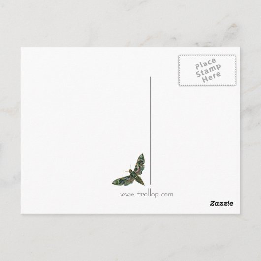 Marble Moth Postcard Postkarte (Rückseite)