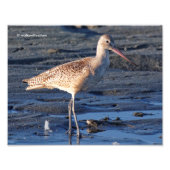 Marbled Godwit bei Sunset Fotodruck (Vorne)