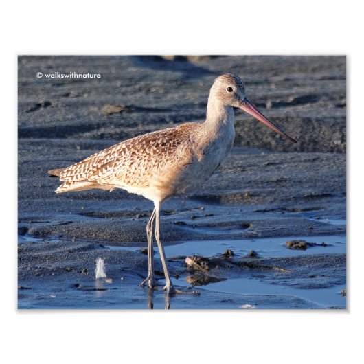 Marbled Godwit bei Sunset Fotodruck (Vorne)