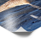 Marbled Godwit bei Sunset Fotodruck (Ecke)