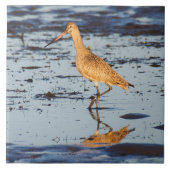 Marbled Godwit im Pazifik Fliese (Vorderseite)