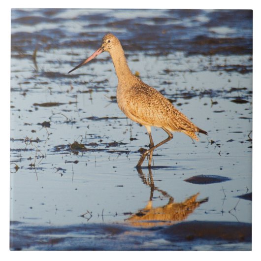 Marbled Godwit im Pazifik Fliese (Vorderseite)