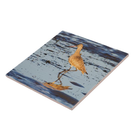 Marbled Godwit im Pazifik Fliese (Seite)