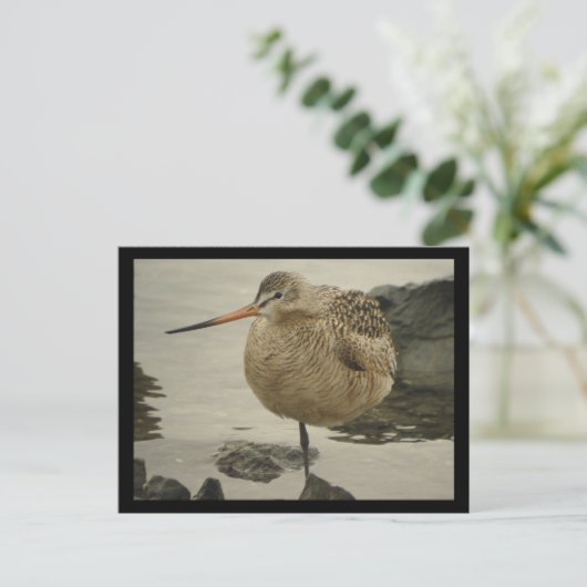 Marbled Godwit Postcard Postkarte (Stehend Vorderseite)