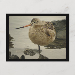 Marbled Godwit Postcard Postkarte