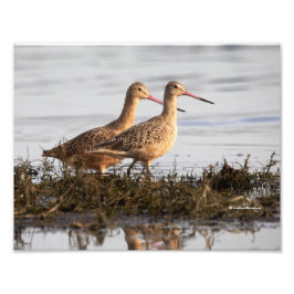 Marbled Godwits bei Blackie Spit Fotodruck