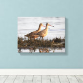 Marbled Godwits bei Blackie Spit Leinwanddruck (Insitu (Holzboden))