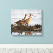 Marbled Godwits bei Blackie Spit Leinwanddruck (Insitu (Holzboden))