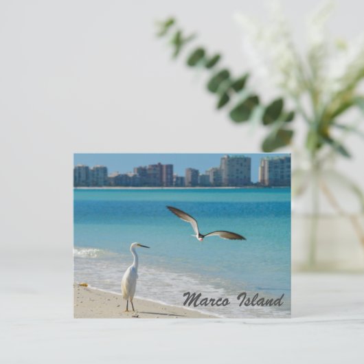 Marco Island Wildlife Postkarte (Stehend Vorderseite)