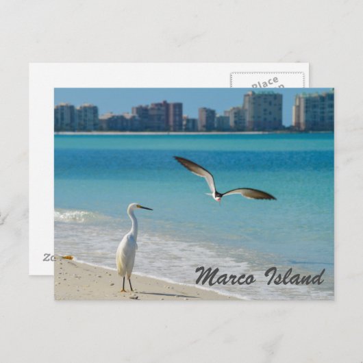 Marco Island Wildlife Postkarte (Vorne/Hinten)