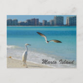 Marco Island Wildlife Postkarte (Vorderseite)