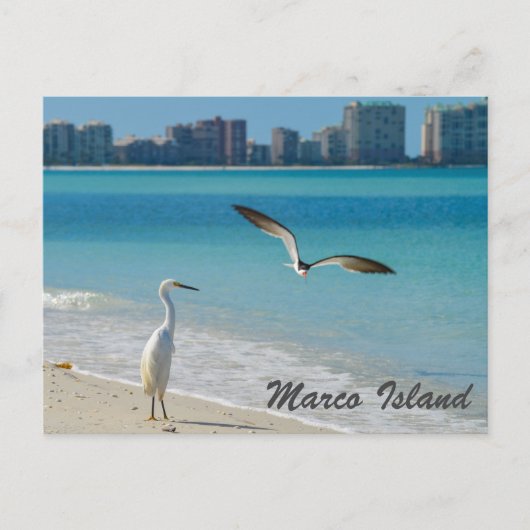 Marco Island Wildlife Postkarte (Vorderseite)