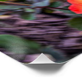 Mardi Gras Rose mit einer Wendung Poster (Ecke)