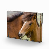 Mare and Colt Fotoblock (Rechts)