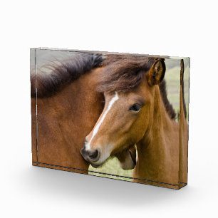 Mare and Colt Fotoblock