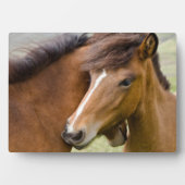 Mare and Colt Fotoplatte (Vorderseite)