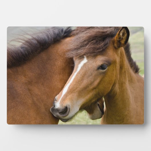 Mare and Colt Fotoplatte (Vorderseite)