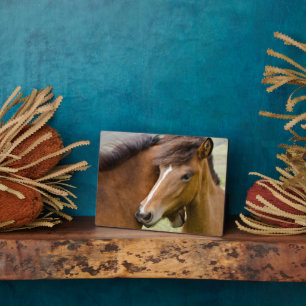 Mare and Colt Fotoplatte