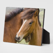 Mare and Colt Fotoplatte (Seite)