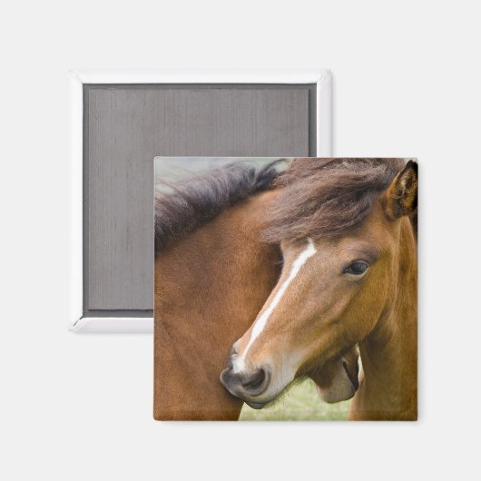 Mare and Colt Magnet (Vorderseite/Rückseite)