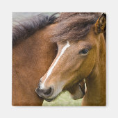 Mare and Colt Magnet (Vorne)