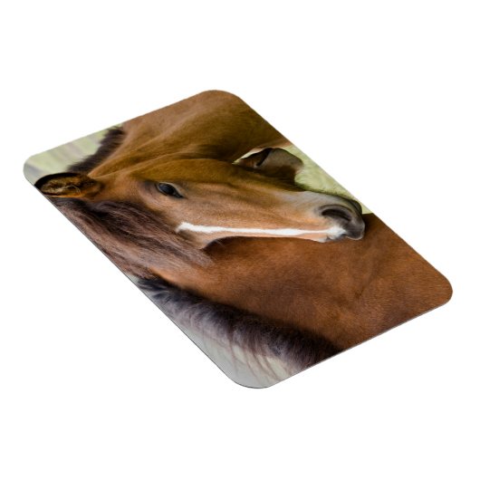 Mare and Colt Magnet (Rechte Seite)